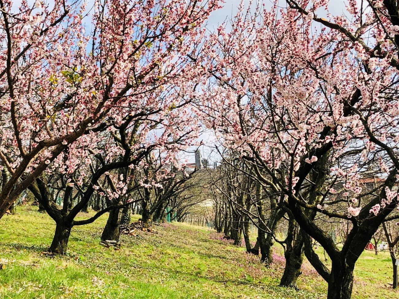 Pomladno cvetenje in vina rosé: Vinogradniško posestvo Peterc vabi goste, da izkusijo čudovito ponudbo”